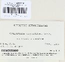 Phyllactinia guttata image