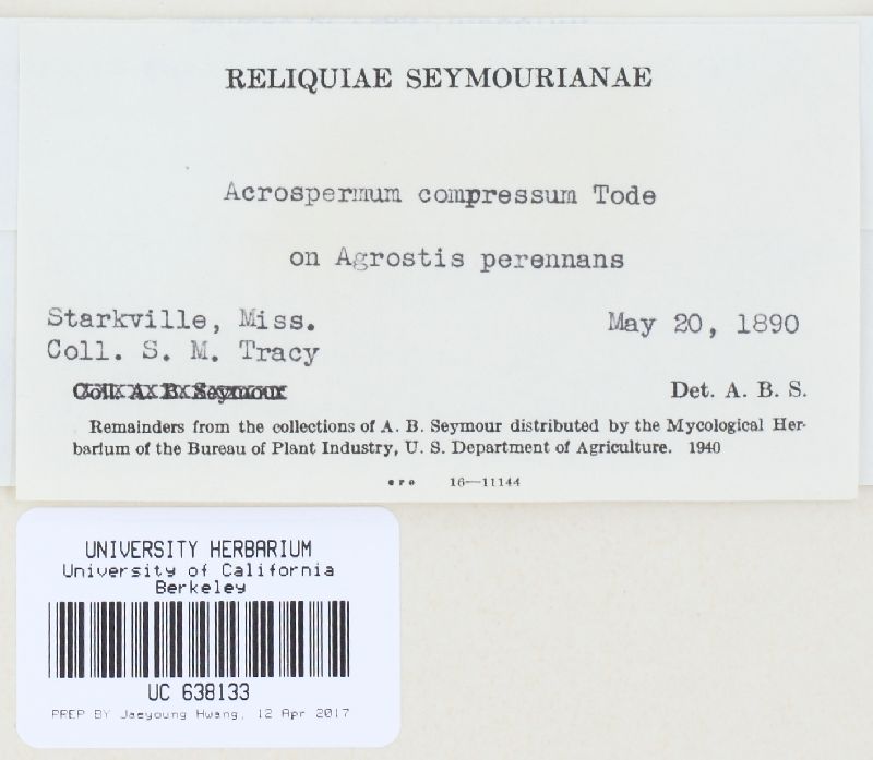 Acrospermum compressum image