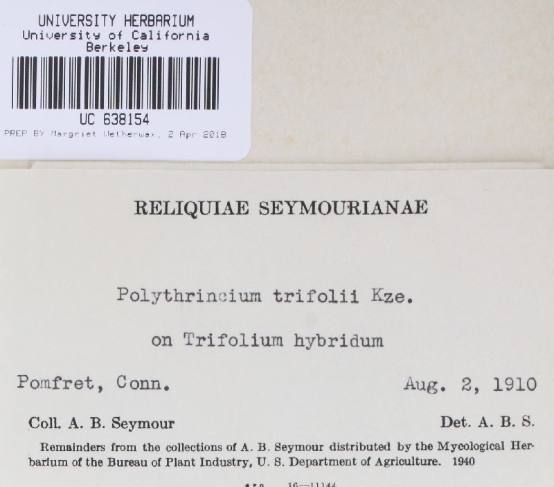 Cymadothea trifolii image
