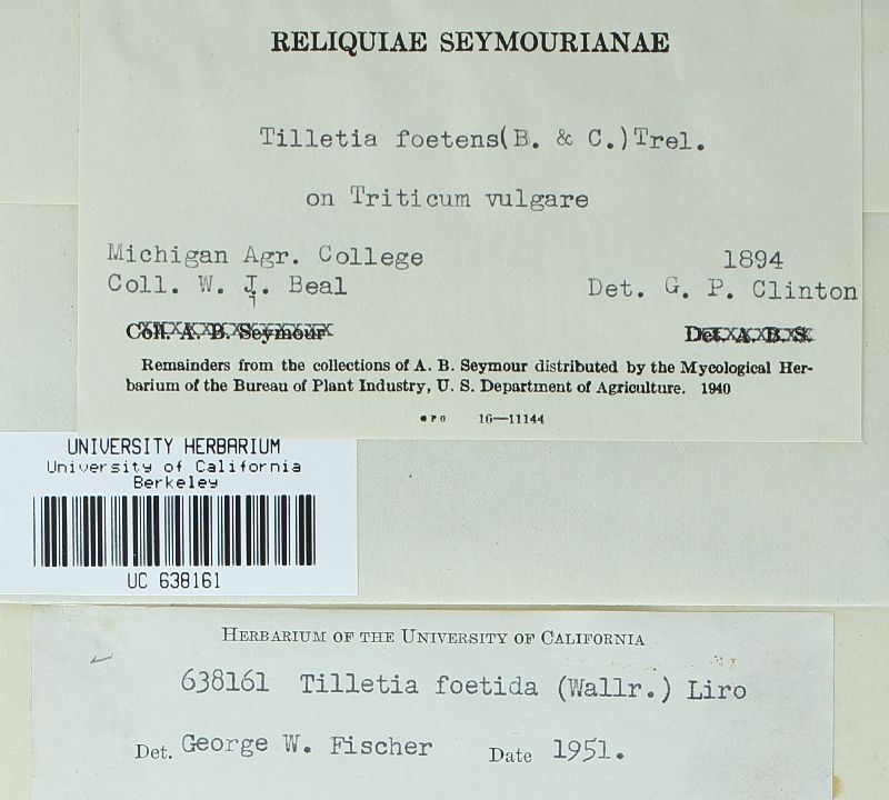 Tilletia laevis image