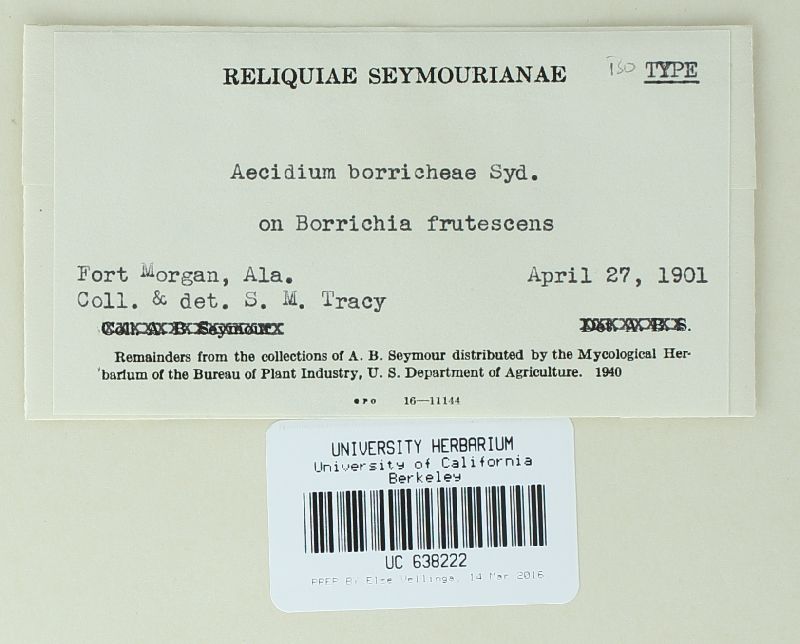 Aecidium borrichiae image