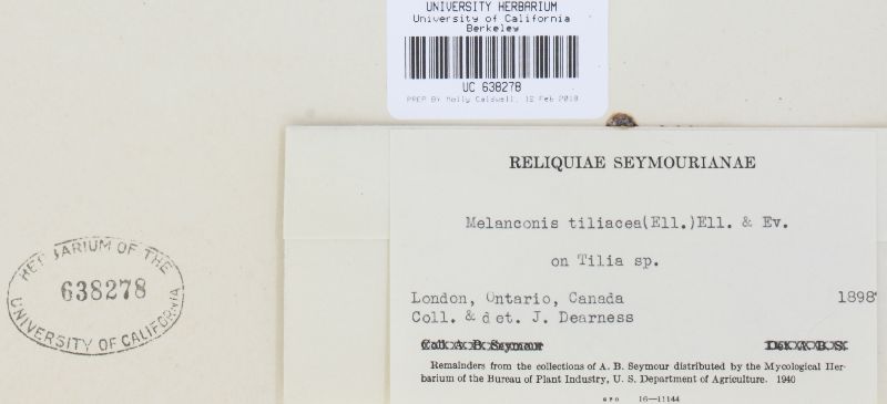 Melanconis image