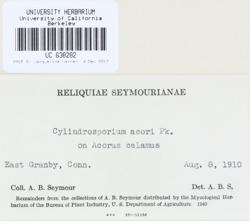 Cylindrosporium acori image