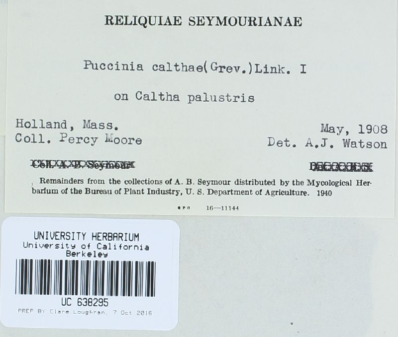 Puccinia calthae image