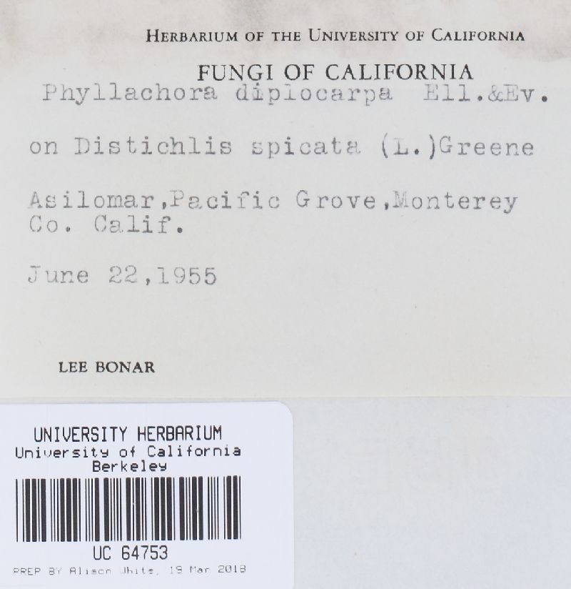 Phyllachora sylvatica f. sylvatica image