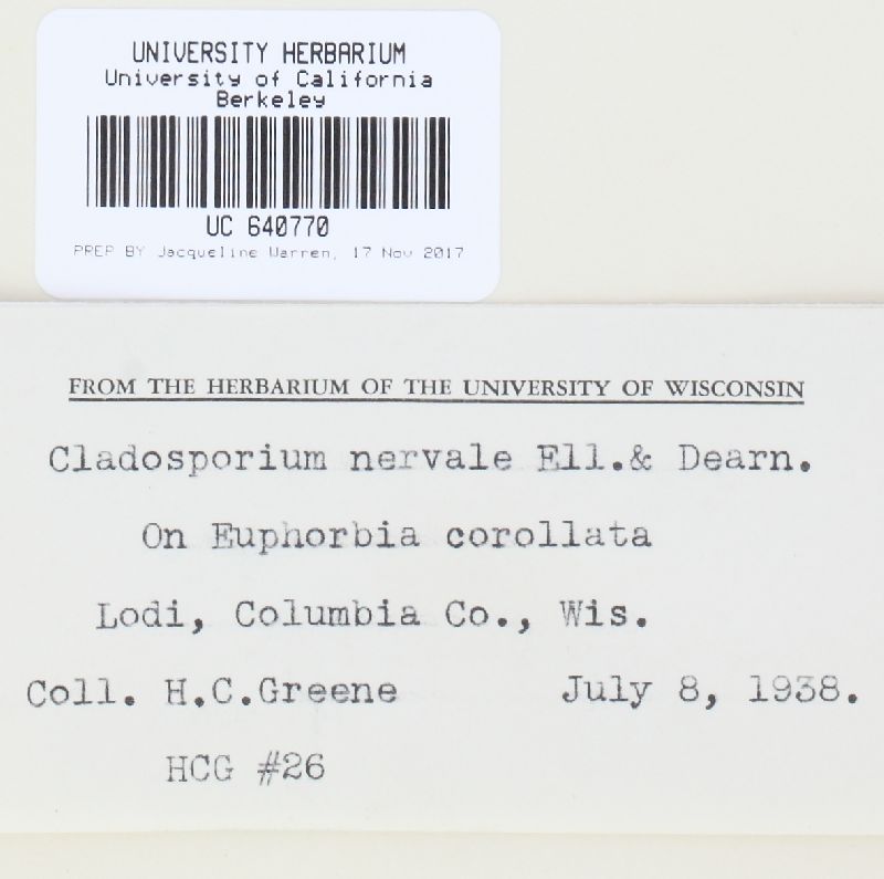 Cladosporium nervale image