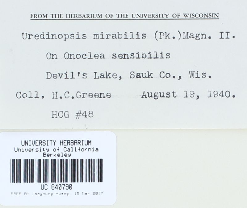 Uredinopsis americana image