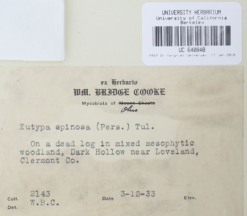 Eutypa spinosa image