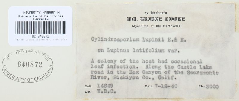 Cylindrosporium lupini image