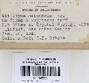 Clitocybe metachroa image