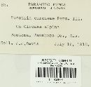 Puccinia circaeae image