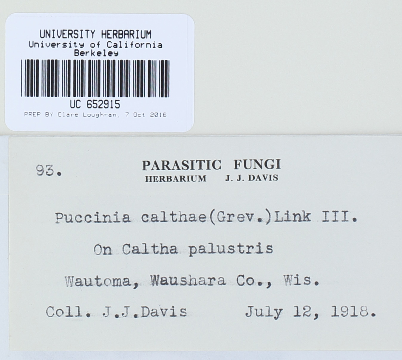 Puccinia calthae image