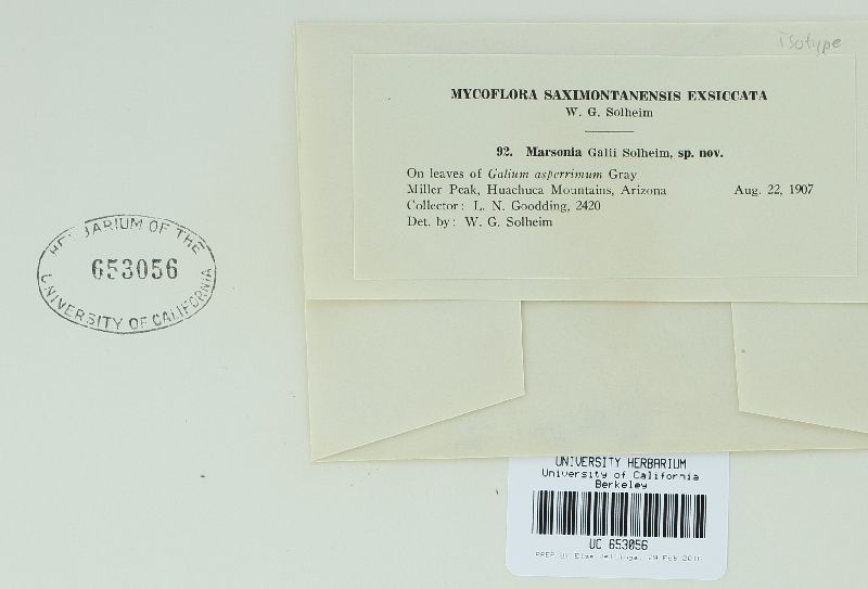Marssonia galii image