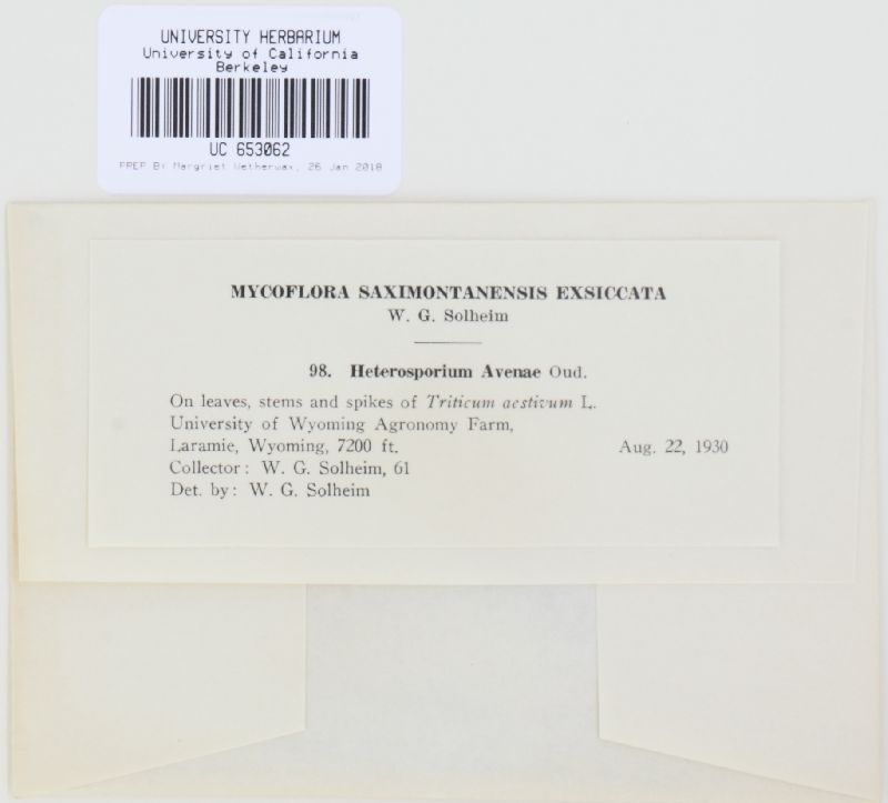 Heterosporium avenae image