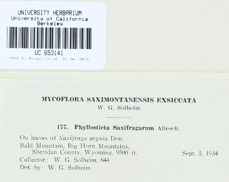 Phyllosticta saxifragarum image