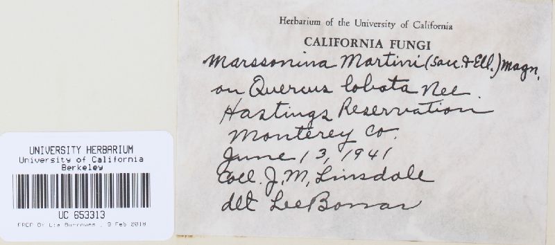Marssonina martinii image