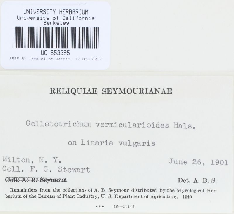 Colletotrichum vermicularioides image