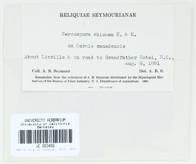 Cercospora chionea image
