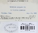 Erysiphe trifolii var. intermedia image