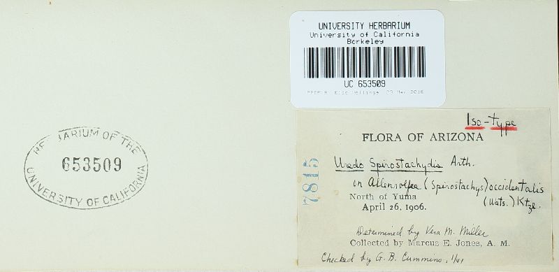 Uredo spirostachydis image