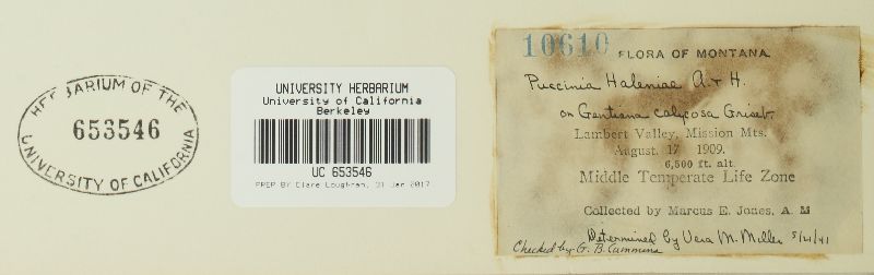 Puccinia habenariae image
