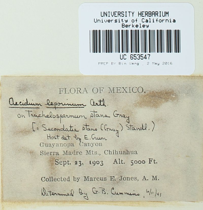 Aecidium leporinum image