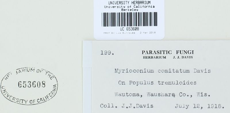 Myrioconium comitatum image