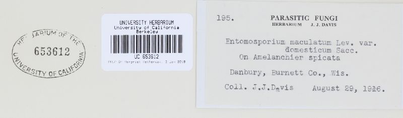 Diplocarpon mespili image