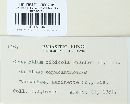 Cronartium ribicola image