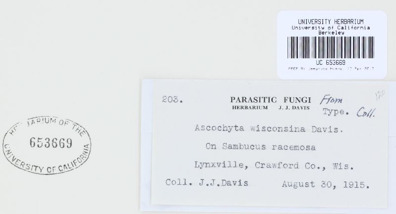 Ascochyta wisconsina image