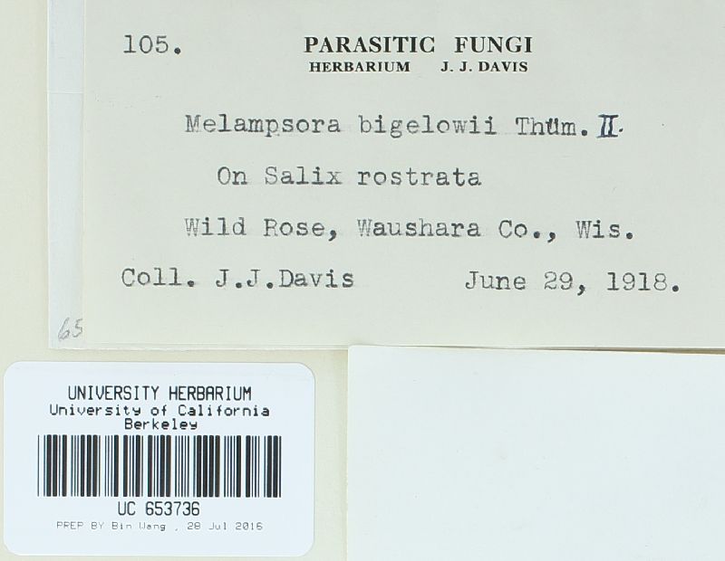 Melampsora paradoxa image