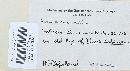 Trichaptum abietinum image