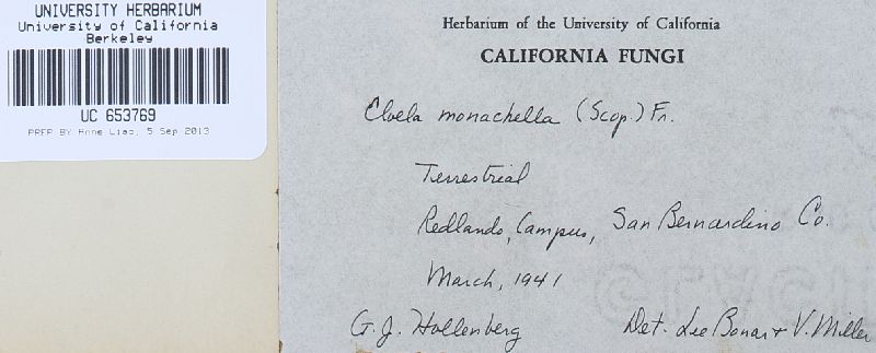 Helvella monachella image