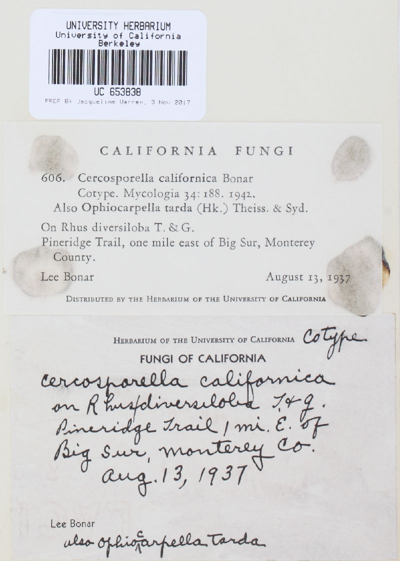 Cercosporella californica image
