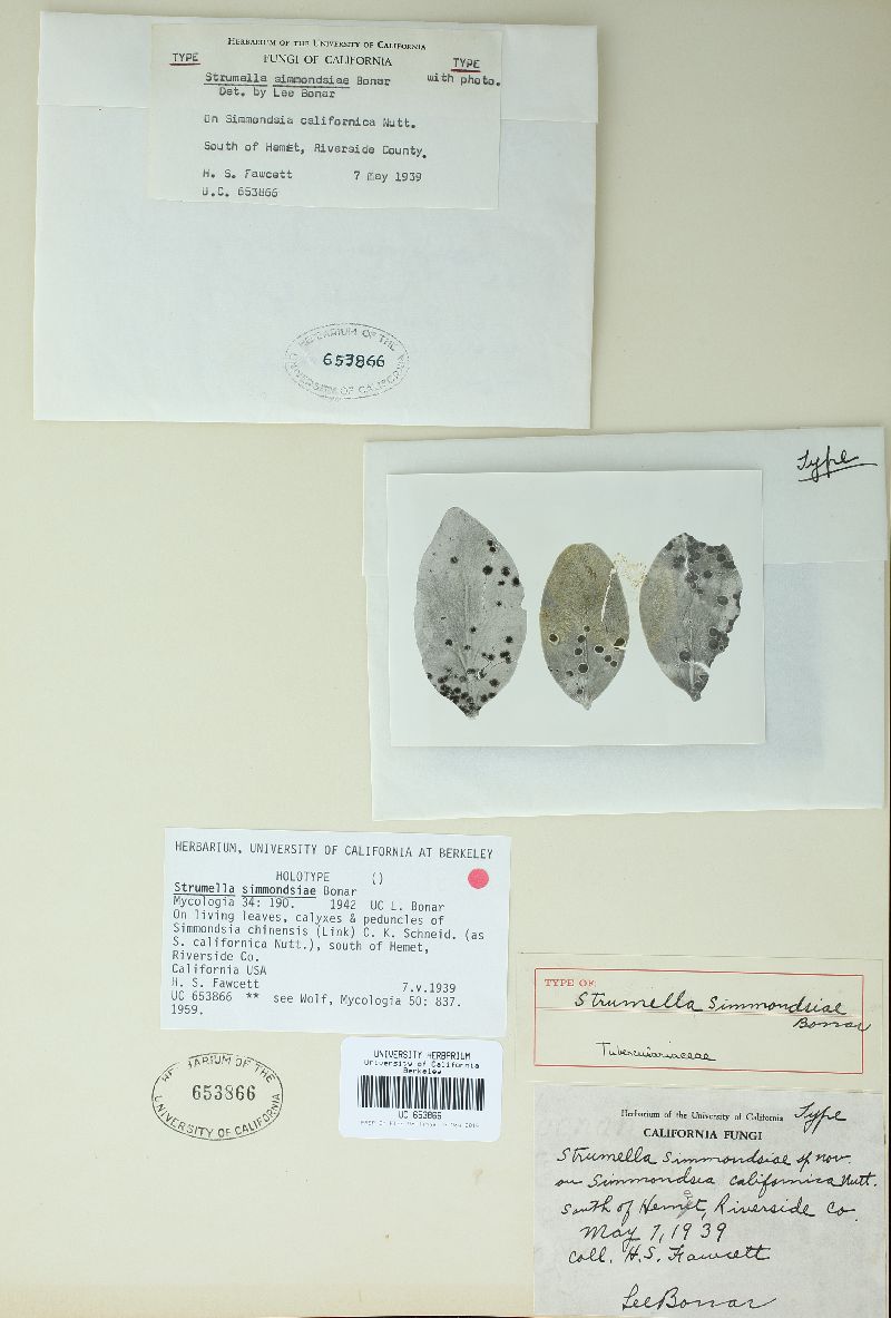 Strumella simmondsiae image
