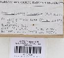Phellinus igniarius image