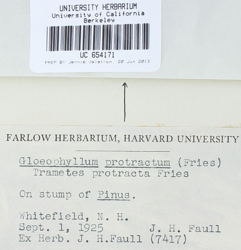 Gloeophyllum protractum image
