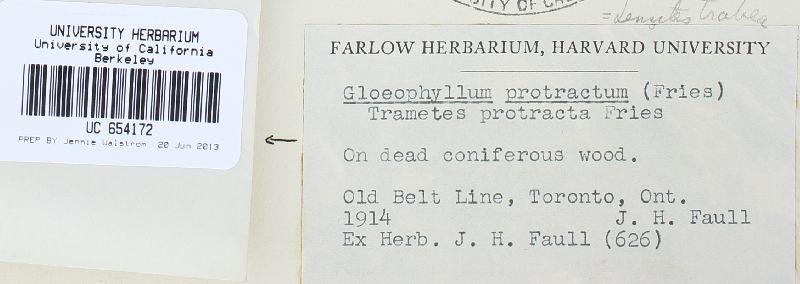 Gloeophyllum protractum image