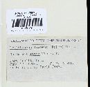 Irpex lacteus image
