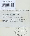 Phellinus gilvus image