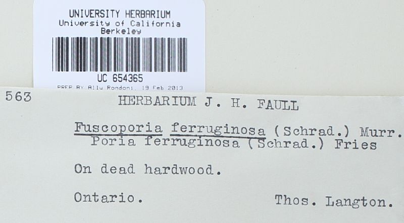 Fuscoporia ferruginosa image