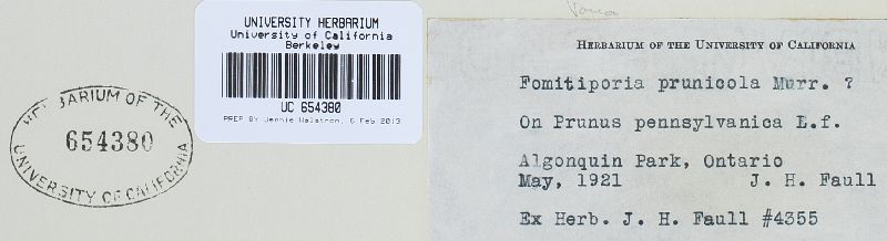 Phellinus laevigatus image