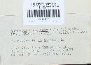 Trichaptum abietinum image