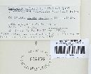 Trichaptum abietinum image
