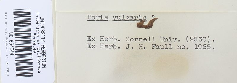 Sidera vulgaris image