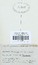 Cerrena unicolor image