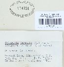 Coltricia perennis image