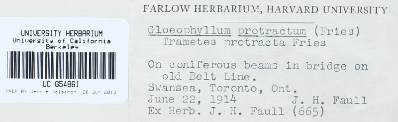 Gloeophyllum protractum image