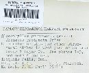 Gloeophyllum protractum image