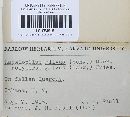 Phellinus gilvus image